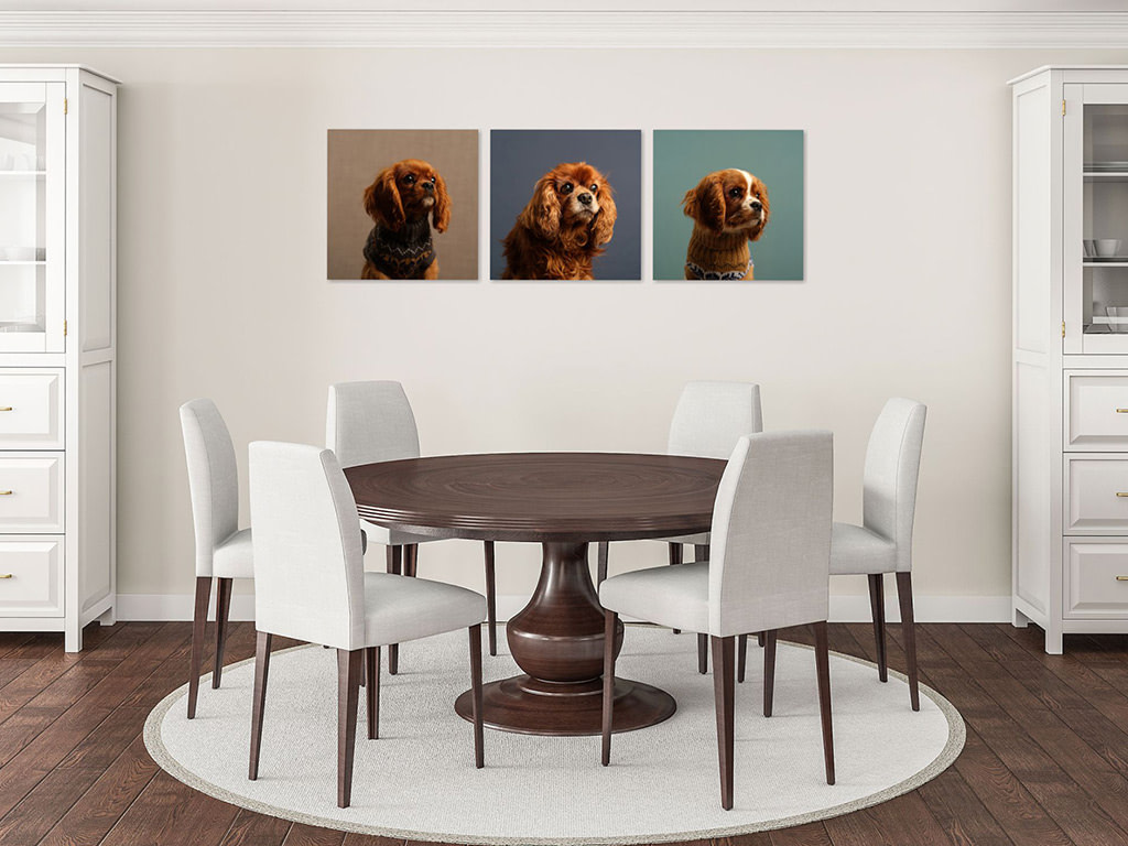 Demonstration of Kaleid studio portrait photography products. Square photographs of three Cavalier King Charles Spaniel dogs photographed with different coloured backgrounds mounted alongside each other on a dining room wall
