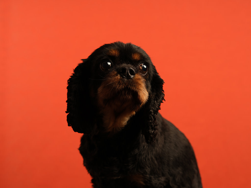 Portrait of a Cavalier King Charles Spaniel photographed in front of an orange coloured background