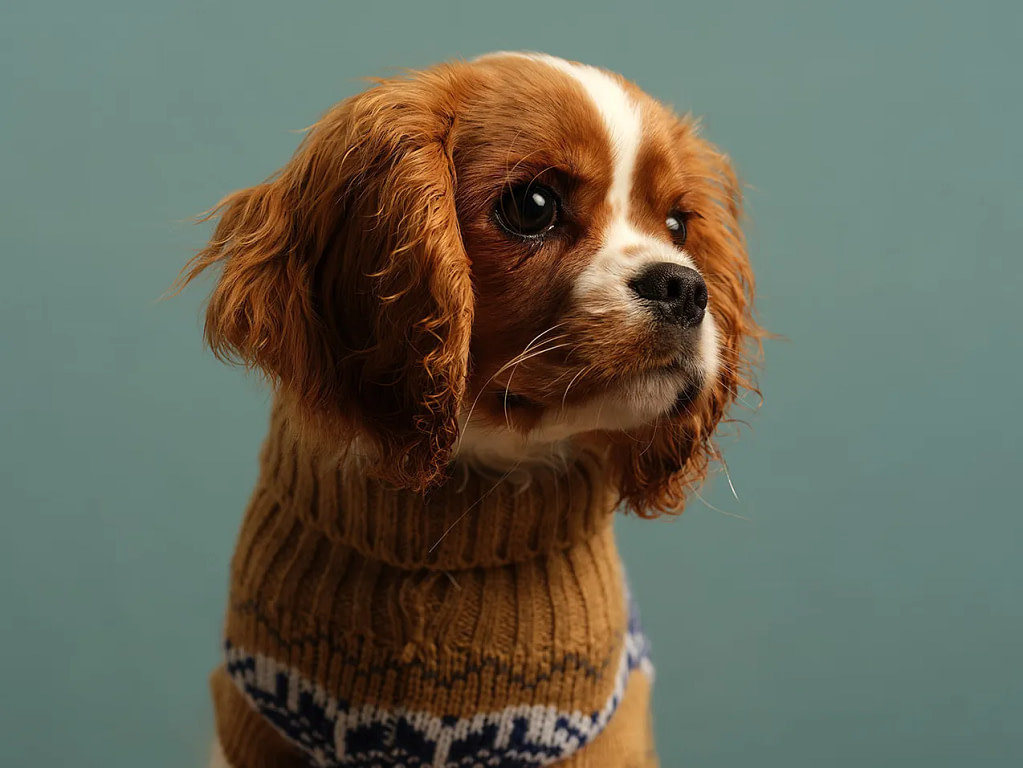 Soulful studio portrait of a Blenheim Cavalier puppy wearing a winter jumper against a light blue backdrop, captured by Kaleid pet photography.