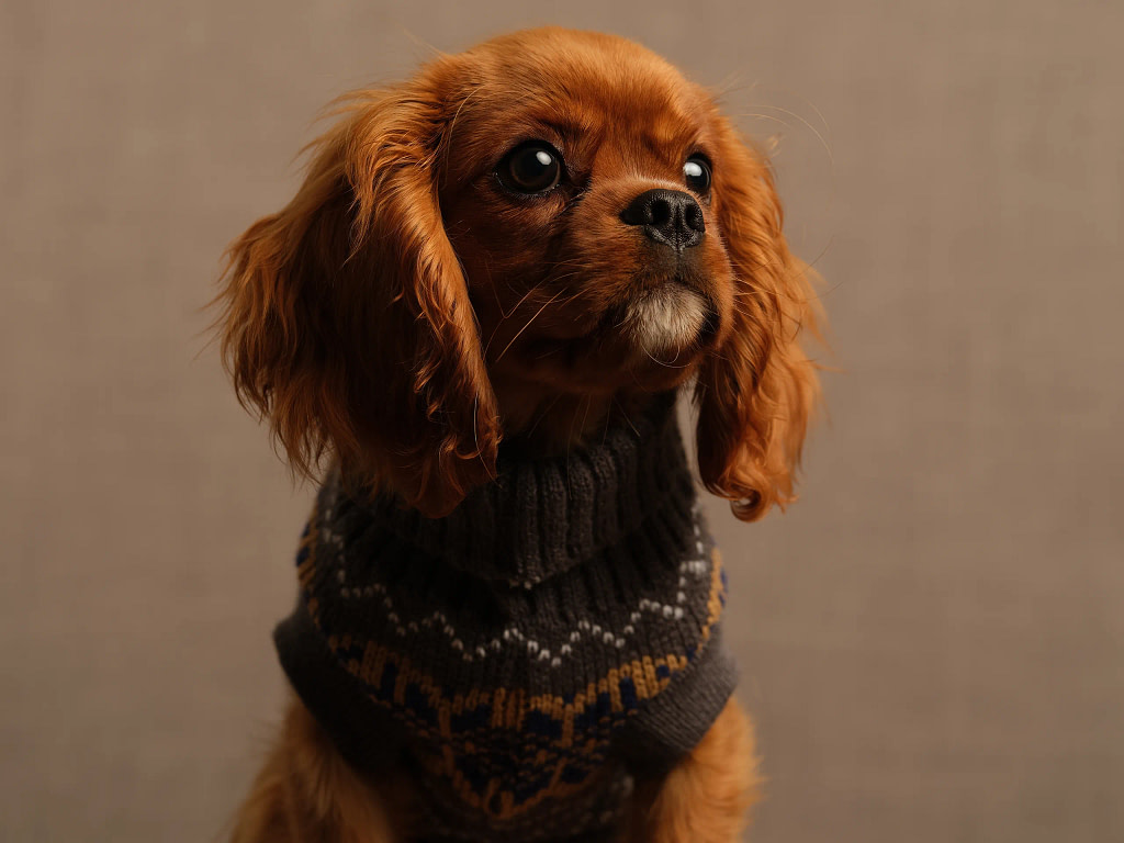 A soulful 102mp portrait of a Ruby Cavalier King Charles Spaniel puppy on a warm cocoa-colored background, showcasing signature Kaleid studio lighting and incredible fur texture