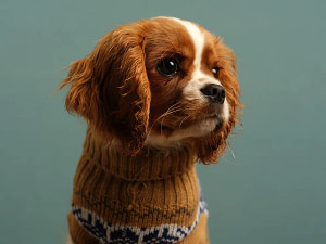 Soulful studio portrait of a Blenheim Cavalier puppy wearing a winter jumper against a light blue backdrop, captured by Kaleid pet photography.